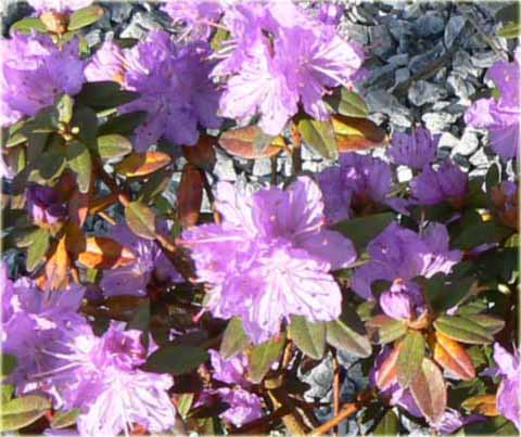 Rododendron miniaturowy Gristede - Rhododendron Gristede