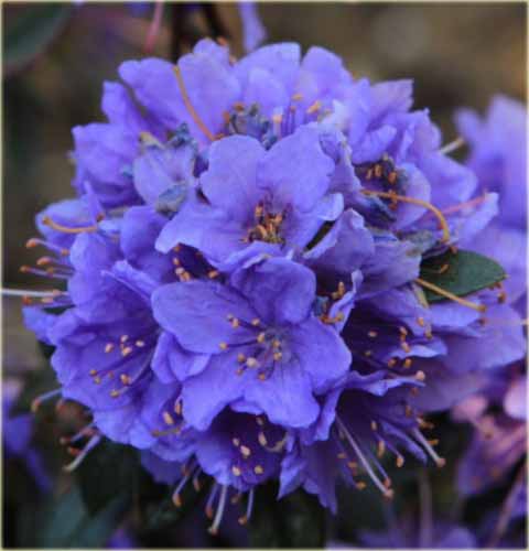 Rododendron miniaturowy Gristede - Rhododendron Gristede