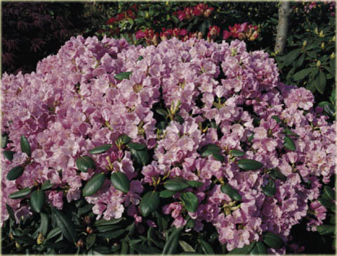 Rododendron williamsianum Vater Böhlje - Rhododendron williamsianum Vater Böhlje