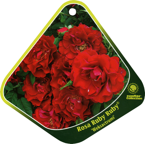 Róża parkowa ciemnoczerwona Ruby Ruby Park rose Ruby Ruby