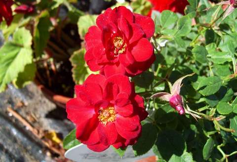 Róża parkowa ciemnoczerwona Ruby Ruby Park rose Ruby Ruby
