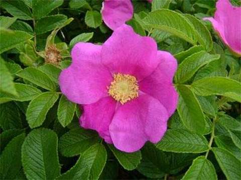 Róża parkowa różowa pomarszczona Rosa rugosa