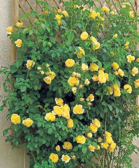 Róża pnąca żółta Golden Perfume, Climbing rose yellow Golden Perfume