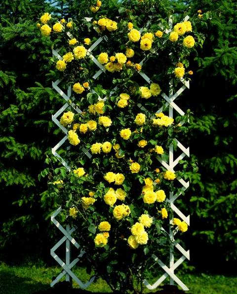 Róża pnąca żółta Golden Perfume, Climbing rose yellow Golden Perfume