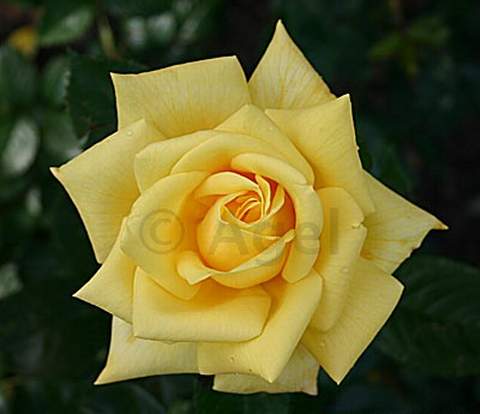 Róża wielkokwiatowa cytrynowa Berolina Large flowered citric rose Berolina