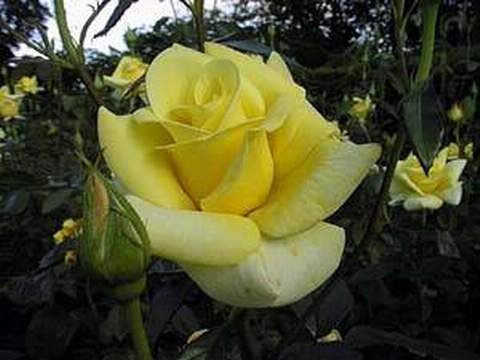 Róża wielkokwiatowa cytrynowa Berolina Large flowered citric rose Berolina