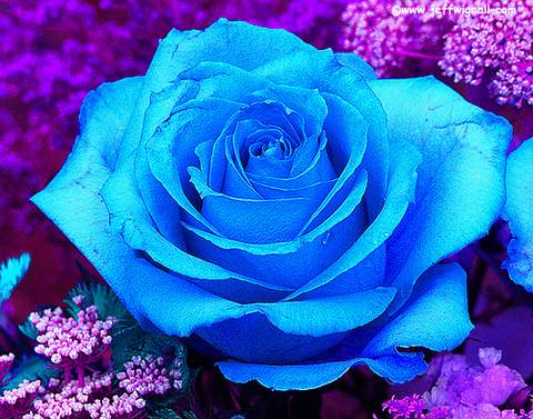 Róża wielkokwiatowa niebieska Blue Sky Large flowered blue rose Blue Sky