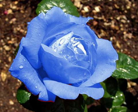 Róża wielkokwiatowa niebieska Blue Sky Large flowered blue rose Blue Sky
