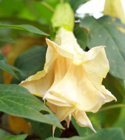 Bieluń surmikwiat o kwiatach pełnych Datura