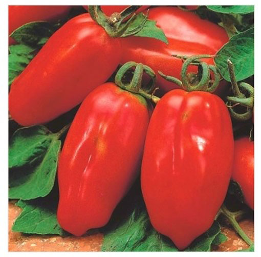Nasiona Pomidor szklarniowy Marzano ekologiczny Solanum lycopersicum