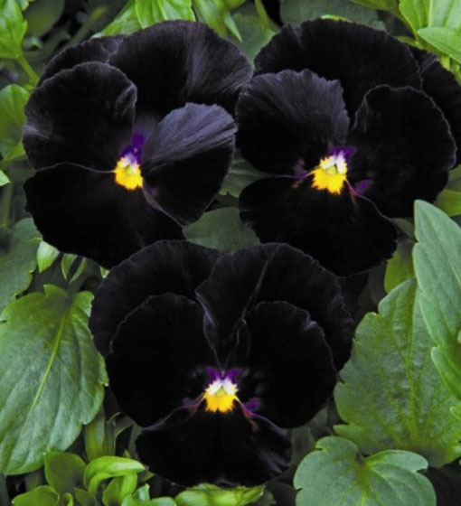 Bratek czarny Black King Viola wittrockiana Gams