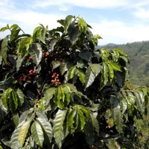 nasiona Drzewko Kawowe, Coffea arabica
