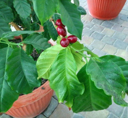 nasiona Drzewko Kawowe, Coffea arabica
