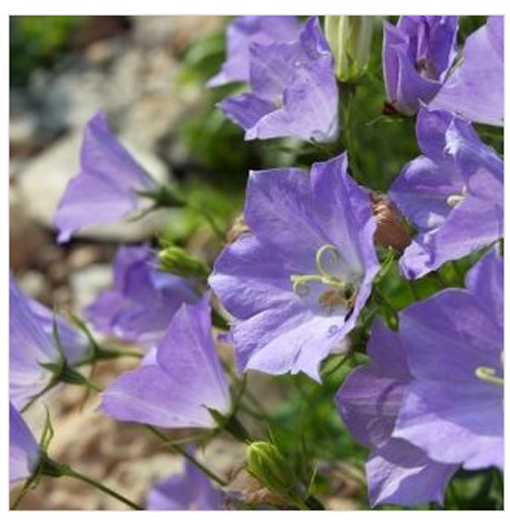 nasiona Dzwonek karpacki