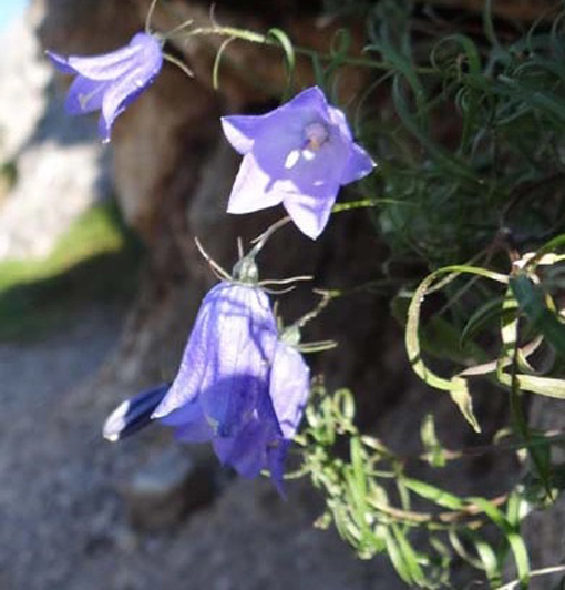 nasiona Dzwonek karpacki