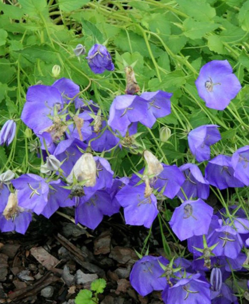 nasiona Dzwonek karpacki