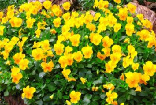 Fiołek zwisający żółty Viola