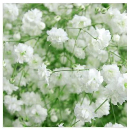 Gipsówka wiechowata Gypsophila paniculata