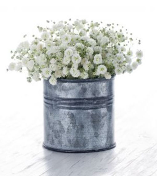 Gipsówka wiechowata Gypsophila paniculata