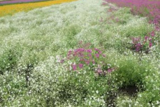 Gipsówka wiechowata Gypsophila paniculata