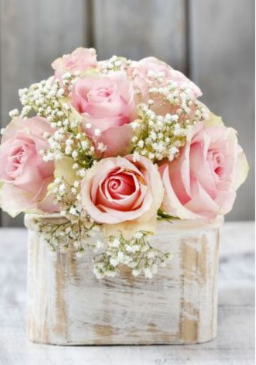 Gipsówka wiechowata Gypsophila paniculata