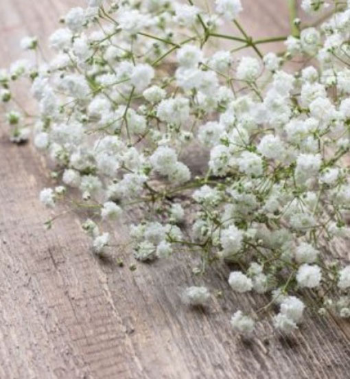 Gipsówka wiechowata Gypsophila paniculata