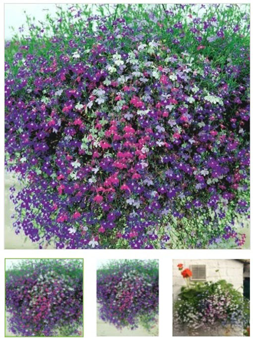 nasiona Lobelia zwisła stroiczka