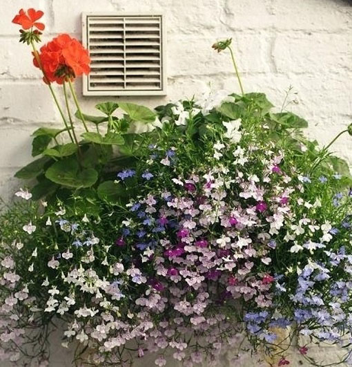 nasiona Lobelia zwisła stroiczka