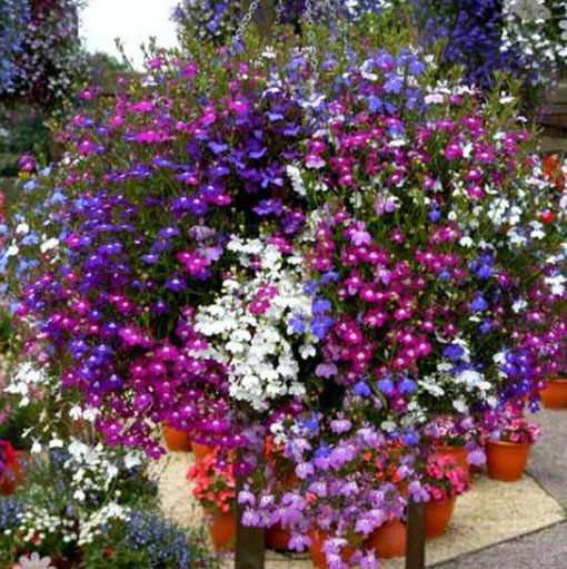 nasiona Lobelia zwisła stroiczka