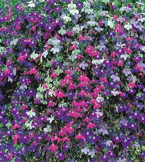 nasiona Lobelia zwisła stroiczka