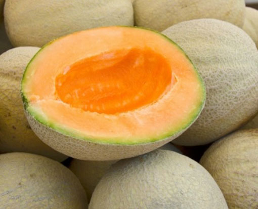nasiona owoców Melon Malaga F1, Cucumis melo