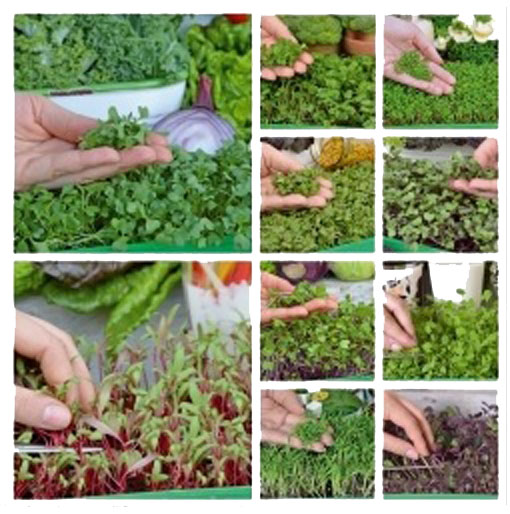Microgreens Brukiew unikalny smak Brukiew, karpiel, kwaki Brassica napus napobrassica