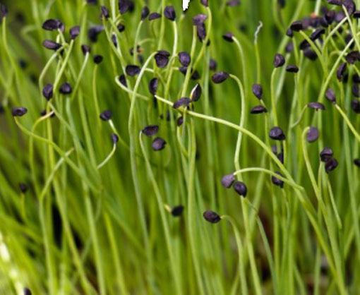 Microgreens Cebula siedmiolatka młode listki Allium fistulosum