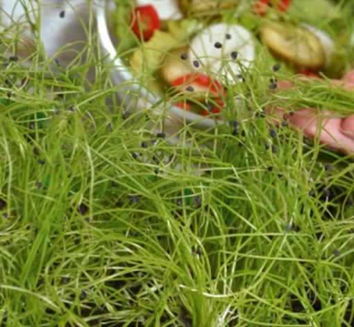 Microgreens Cebula siedmiolatka młode listki Allium fistulosum