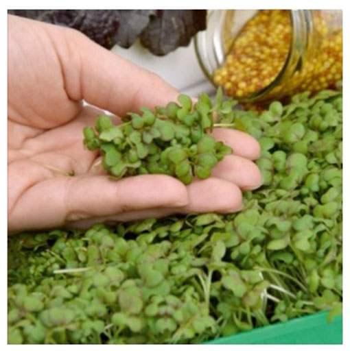 Microgreens Gorczyca sarepska młode listki Brassica juncea
