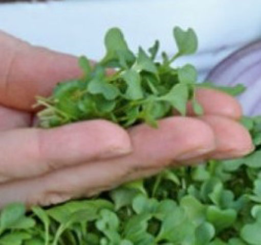 Microgreens Jarmuż zielony młode młode listki Brassica oleracea convar. acephala var. Sabellica