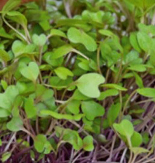 Microgreens Kalarepa młode młode listki Brassica oleracea convar. acephala var. gongylodes