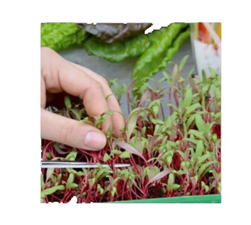 Microgreens Kapusta głowiasta czerwona młode młode listki Brassica oleracea convar. capitata var. rubra