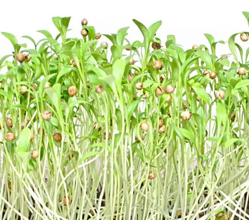 Microgreens Kolendra siewna młode listki Coriandrum sativum