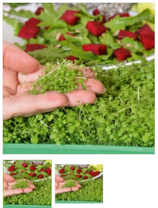 Microgreens Rukiew wodna młode młode listki Nasturtium officinale