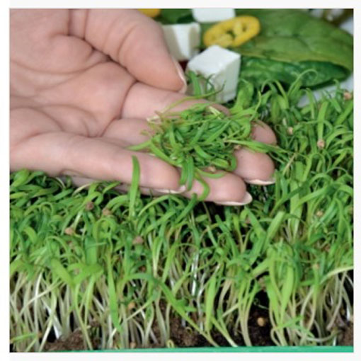 Microgreens Szpinak młode listki Spinacia oleracea