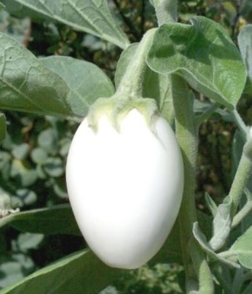 Oberżynka Golden Eggs Solanum melongena