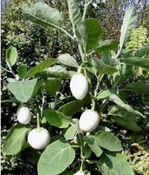 Oberżynka Golden Eggs Solanum melongena