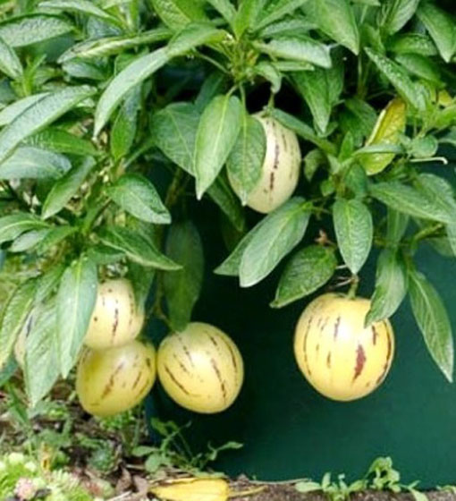 Pepino Solanum muricatum