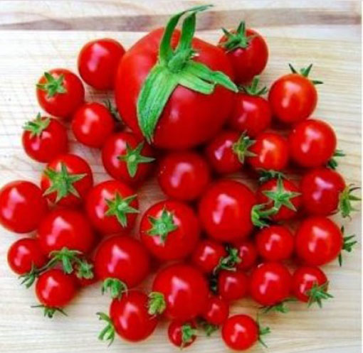 nasiona Pomidor Maskotka, Solanum lycopersicum