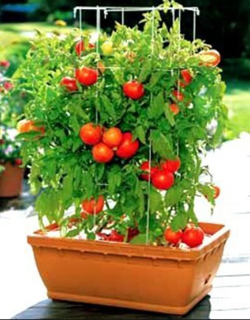 Pomidor Maskotka Solanum lycopersicum