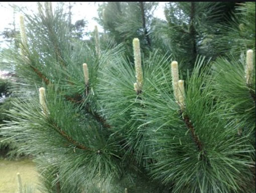 Sosna czarna austriacka sosna Pinus nigra