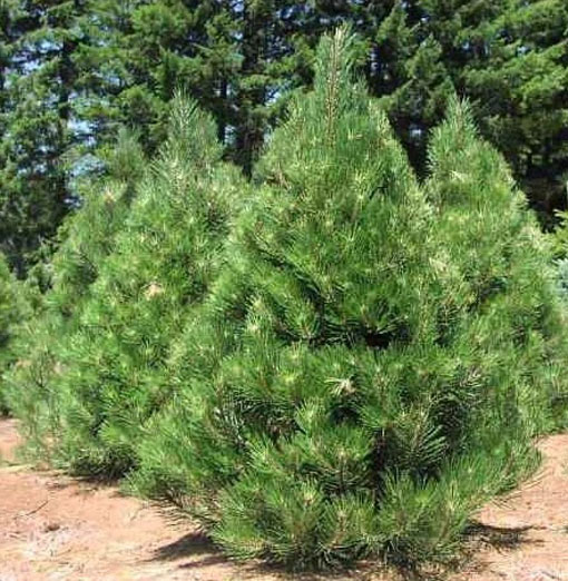 Sosna czarna austriacka sosna Pinus nigra