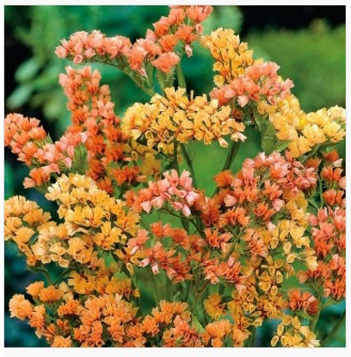 Zatrwian wrębny łososiowy Limonium sinuatum