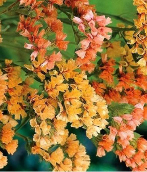 Zatrwian wrębny łososiowy Limonium sinuatum